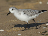 Bécasseau sanderling