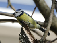 Mésange bleue