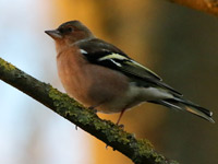 Pinson des arbres