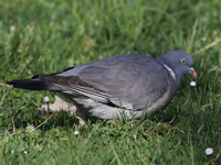 Pigeon ramier