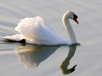 Cygne tuberculé