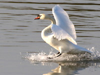 Cygne tuberculé