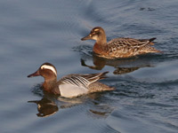 Sarcelle d'été