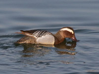 Sarcelle d'été