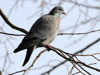 Pigeon colombin