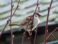Moineau friquet