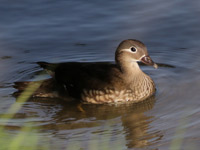 Canard mandarin
