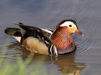 Canard mandarin