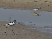 Avocette élégante