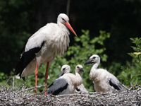 Cigogne blanche