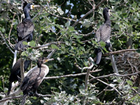 Grand Cormoran
