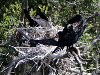 Grand Cormoran
