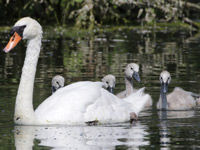 Cygne tuberculé