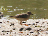Bécasseau rousset