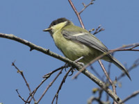 Mésange charbonnière