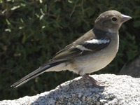 Pinson des arbres