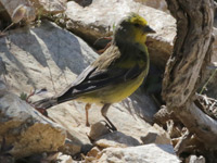 Venturon corse