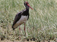 Cigogne noire