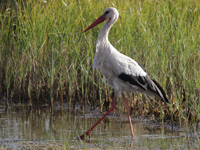 Cigogne blanche