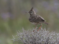 Cochevis huppé