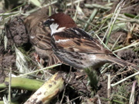 Moineau espagnol