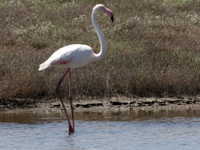 Flamant rose