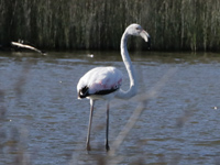 Flamant rose