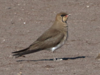 Glaréole à collier