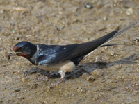 Hirondelle rustique