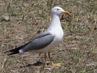 Goéland leucophée