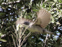 Fauvette orphéane