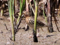 Pipit à gorge rousse