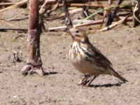 Pipit à gorge rousse