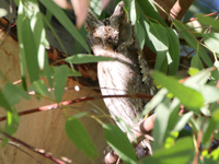 Petit-Duc Scops