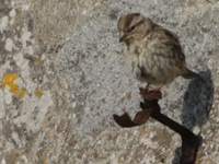 Moineau soulcie