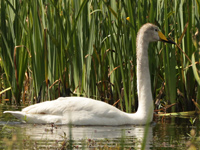 Cygne chanteur