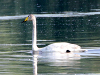 Cygne chanteur