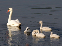 Cygne tuberculé