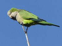 Conure veuve