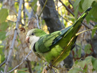 Conure veuve