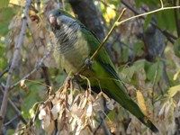 Conure veuve