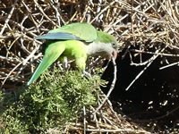 Conure veuve