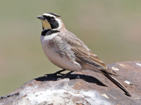 Alouette haussecol
