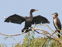 Grand cormoran