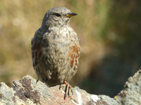 Accenteur alpin