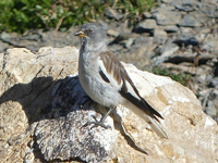 Niverolle alpine