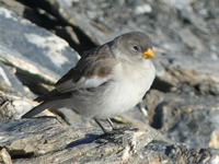 Niverolle alpine