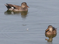 Canard chipeau