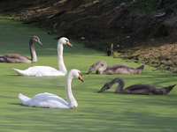 Cygne tuberculé