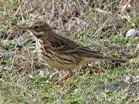 Pipit farlouse